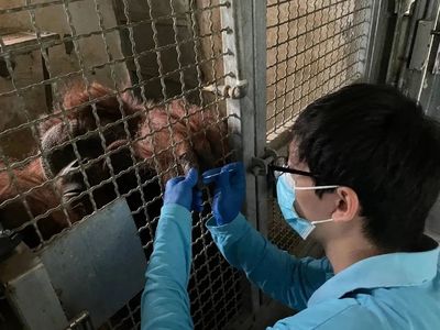 年逾不惑的退休姥爺 探訪上海動物園四十五歲老年猩猩“森泰”的日常
